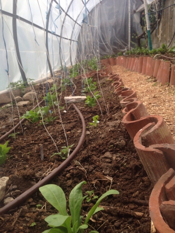 Plants growing in greenhouse