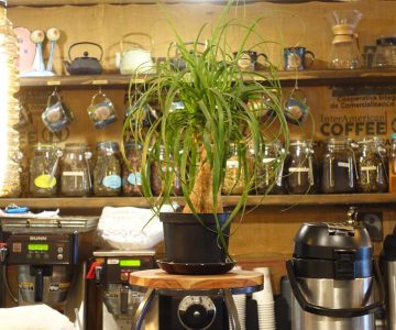 green plant on coffeehouse counter