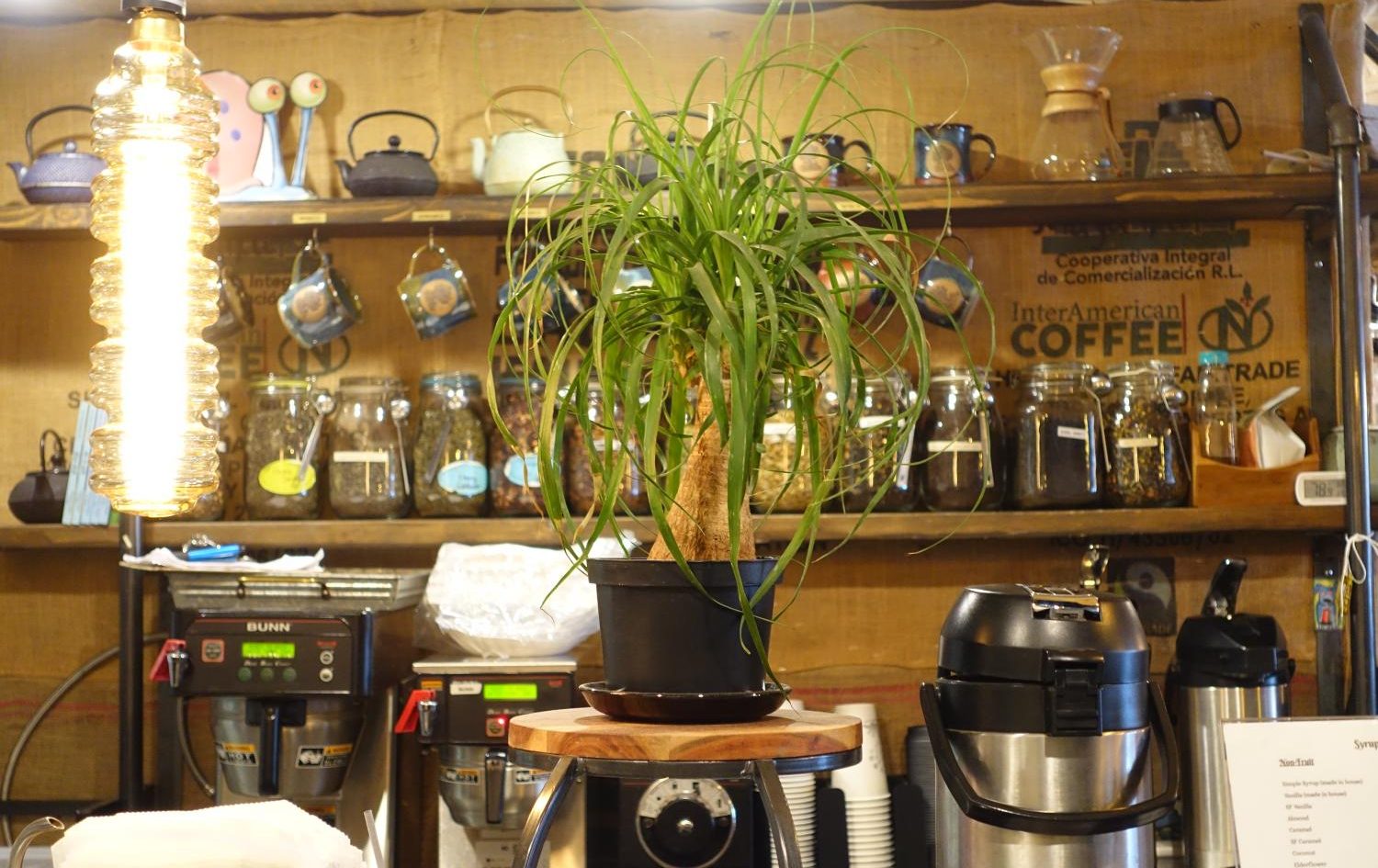 green plant on coffeehouse counter